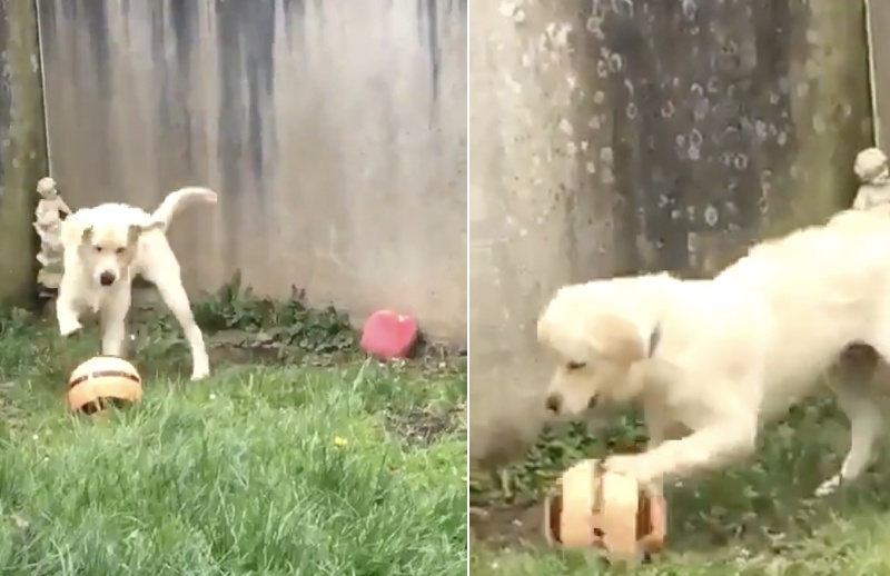 Soccer Playing Dog