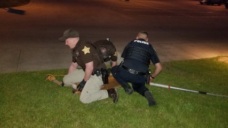 Three Deer Break Into Elderly Woman’s Home in Indiana, Prance Around Her Until Police Show Up | This is both terrifying and hilarious.