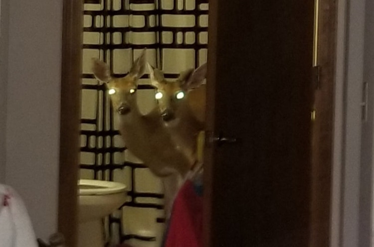 Three Deer Break Into Elderly Woman's Apartment