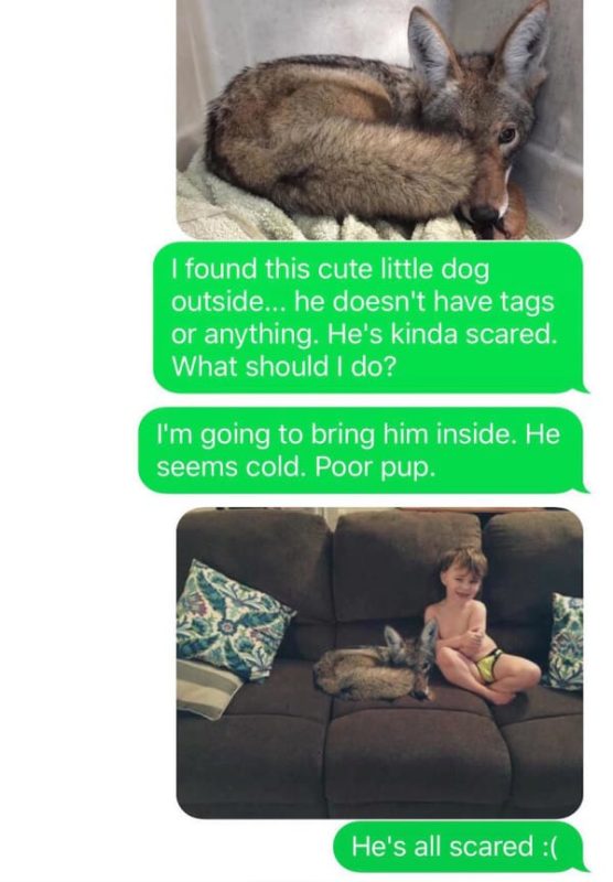 Mom Brings a Coyote Into Her Home Thinking It's a Lost Puppy, Allows it to Snuggle With Her Kid | At this point, Kayla still wants to keep the coyote in the house, even though she's now aware that it's not a dog.