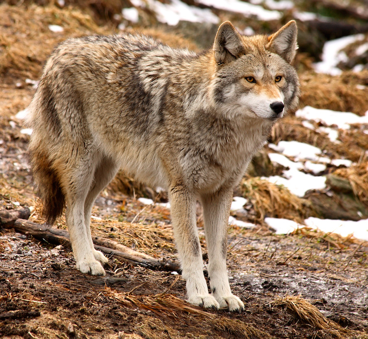 mom brings coyote into house thinking it's a puppy