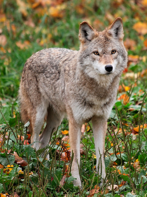 Mom Brings a Coyote Into Her Home Thinking It's a Lost Puppy, Allows it to Snuggle With Her Kid | At this point, Kayla still wants to keep the coyote in the house, even though she's now aware that it's not a dog.