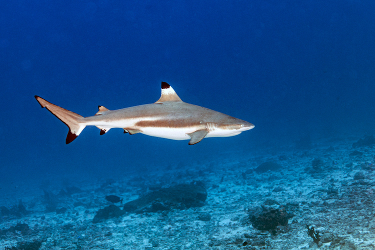 Watch This Wild GoPro Footage of a Shark Knocking a 7-Year-Old Boy Off His Surfboard