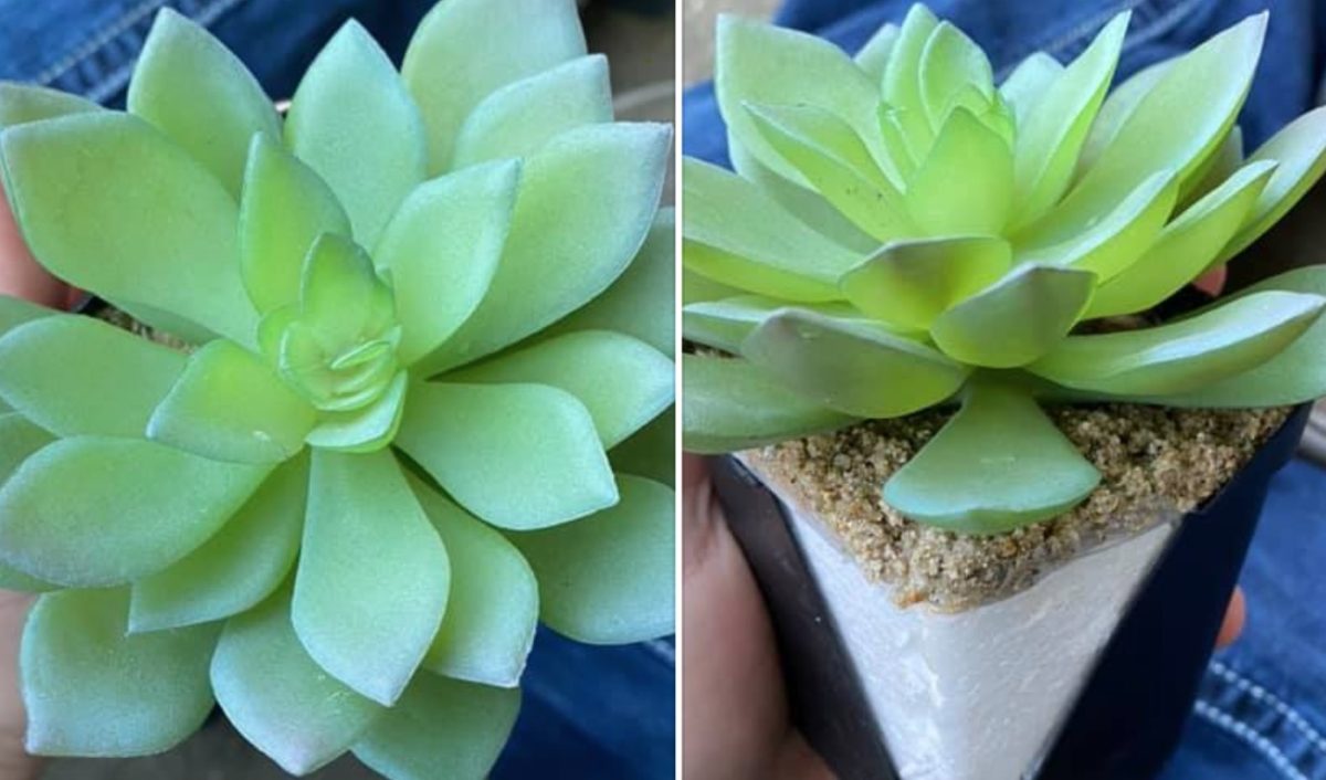 Mom Waters and Cares for Succulent for Two Years Before Realizing It Was a Fake Plant the Whole Time