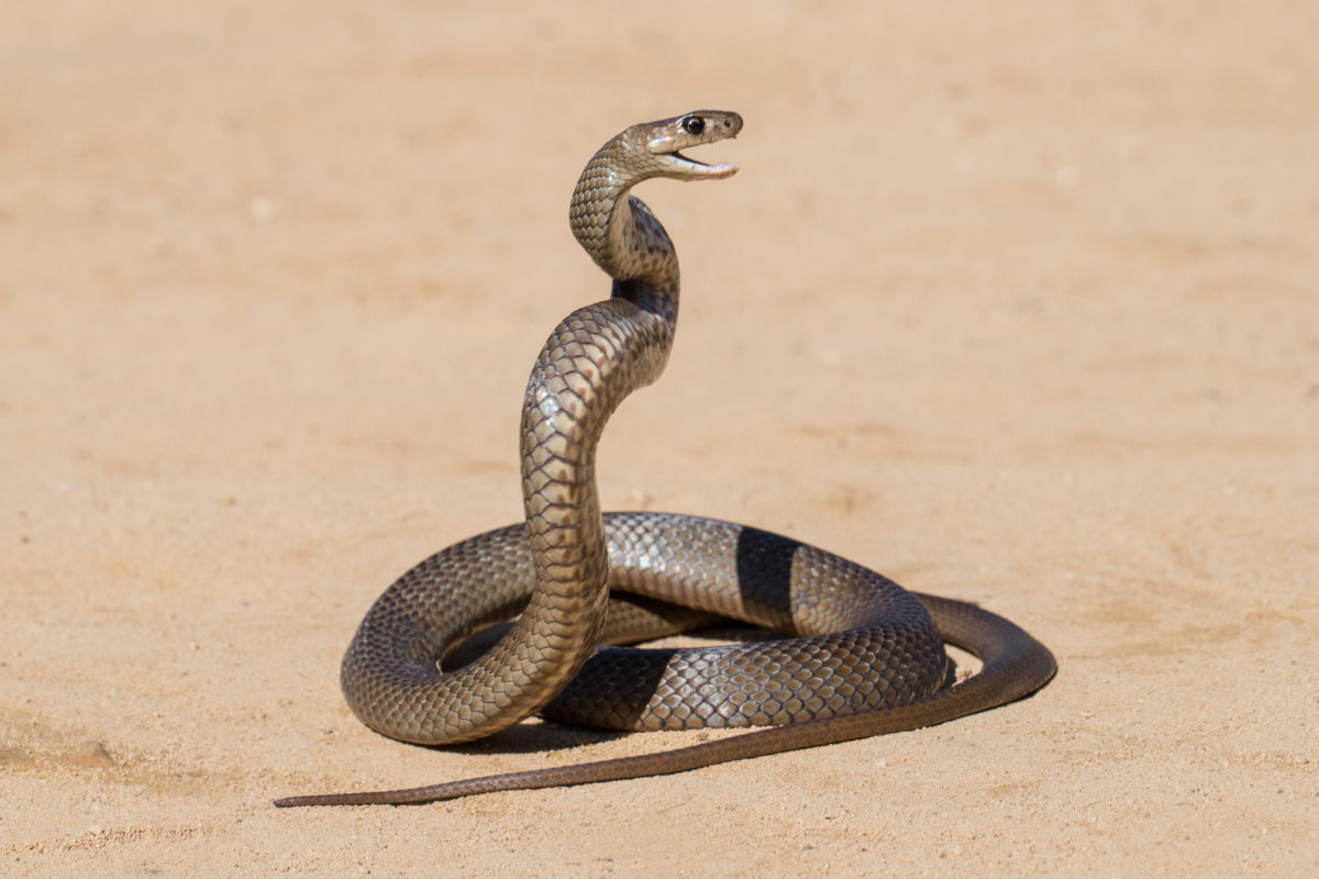 Mom Narrowly Saves Daughters From Venomous Snake That Was on Their Front Porch, The Video Will Make Your Skin Crawl | "So thankful and lucky the girls are all good and didn’t get bitten. Well done, Vanessa Fanfulla, super Mumma."