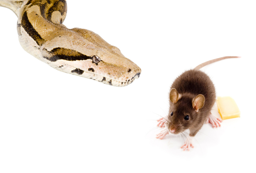 My Wife Is Furious I Let Our 6-Year-Old Son Watch a Family Member's Pet Snake Eat a Mouse: Advice?