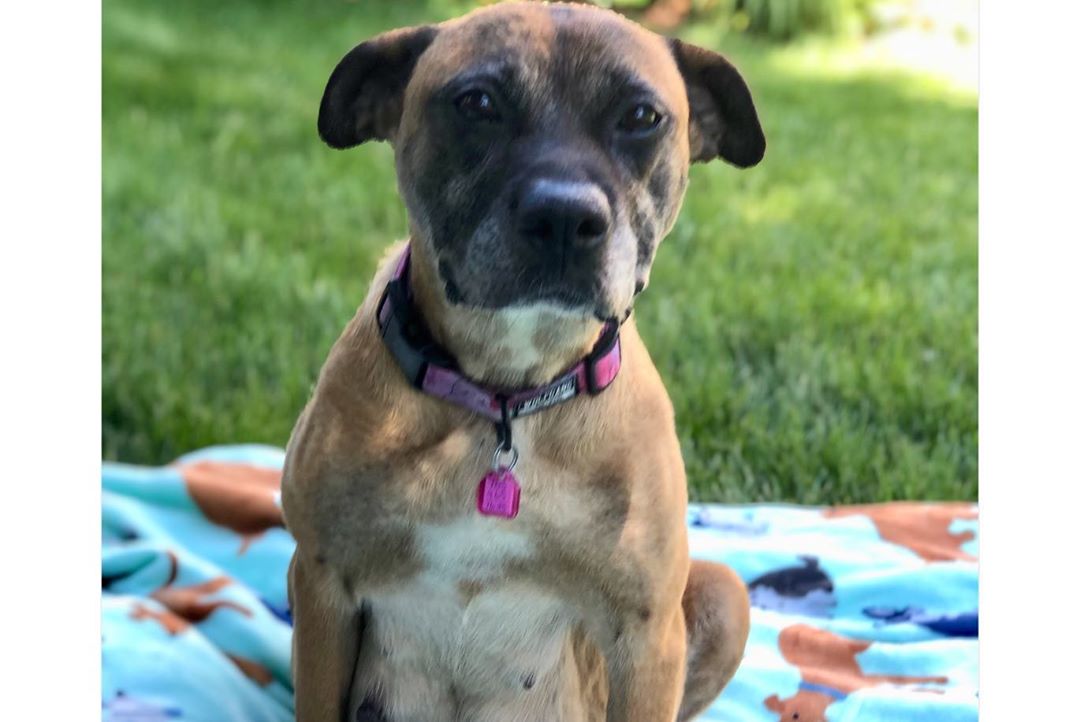 Virginia Shelter Rescues 3 Pregnant Dogs, Their Foster Parents Put on Individual Maternity Shoots to Help Them Get Adopted | According to the rescue, Shelly, Fiona, and Sassy "are eating up their newfound fame."