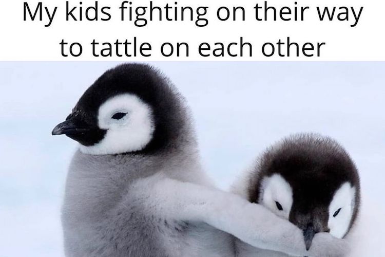 25 Funny Sibling Memes That Epitomize Relatable