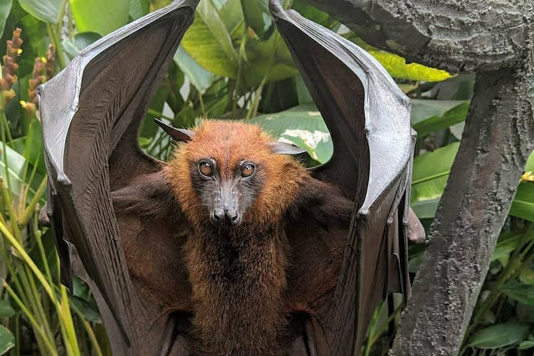 10 Bonkers Animals Found in Australia That Will Make You Say 'Nope'