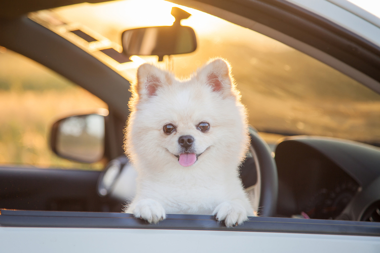 'Miracle' Dog That Jumped from Moving Car on S.C. Highway Found Alive in Miami