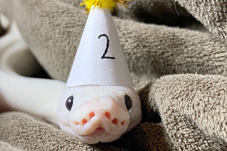 12 Cute Reptiles to Follow on Instagram