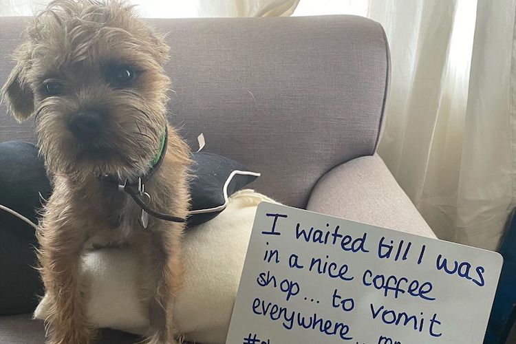 15 Times Our Furry Friends Got Hilariously Dog-Shamed