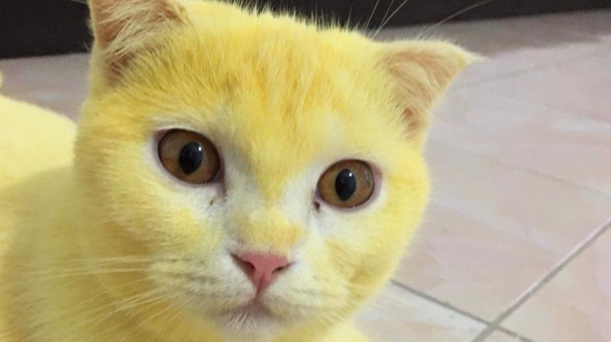 Woman Accidentally Dyes Cat Yellow After Turmeric Treatment