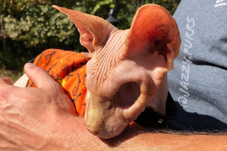 Meet Jasper, the Horrifyingly Cute, Eyeless, Hairless Cat