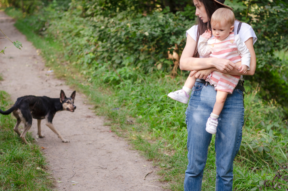 Our Dog Has Become Aggressive Towards My Daughter and Me, and It's Tearing Our Family Apart: Advice?