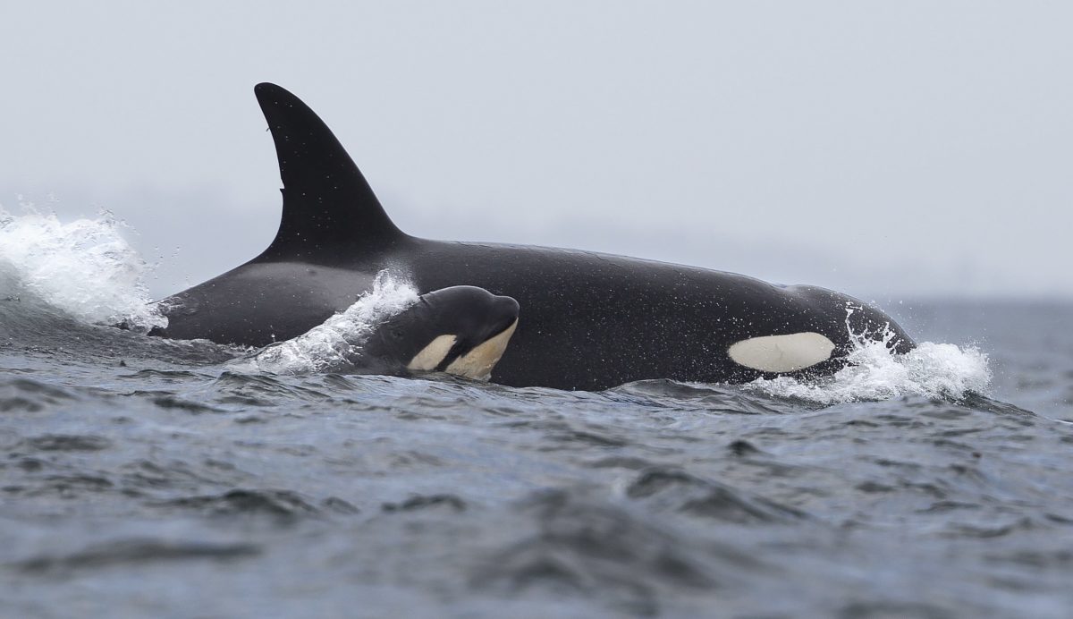 The Orca Whale Tahlequah Is Finally A Mother Again