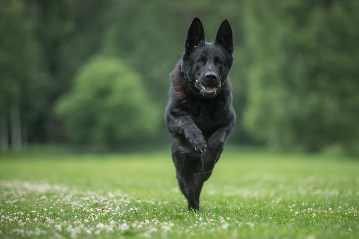 Mom Tosses Child Over Fence While Chased By Dog, Dad Upset 