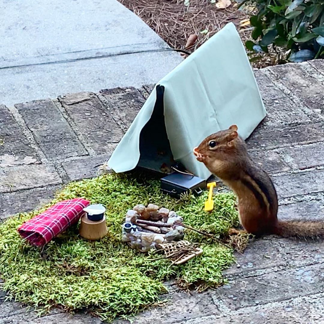 The restaurant for a chipmunk features a mini campsite with a tent, grass, stone fire pit, and blanket