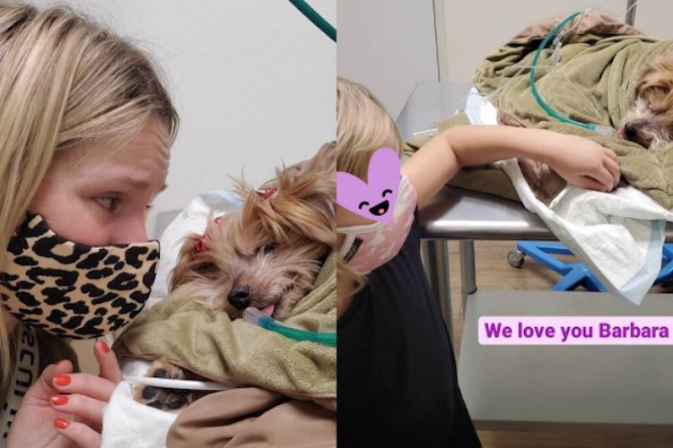 Kristen Bell and Daughters Say Goodbye to Beloved Dog Named Barbara with Heartfelt Tribute