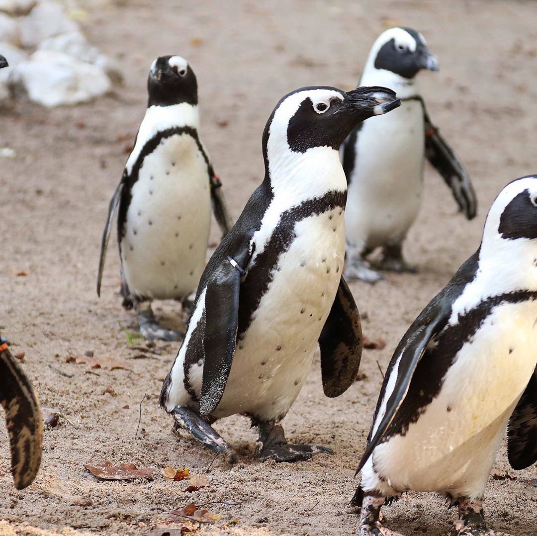 Gay Penguins Heartlessly Steal Eggs from Lesbian Penguins