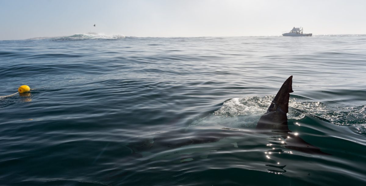 Pregnant Woman Saves Husband In Dangerous Shark Attack