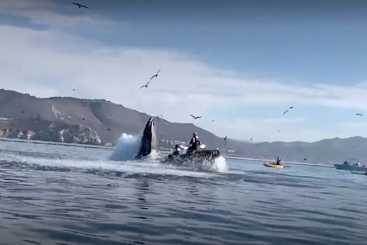 Hair-Raising Video: Humpback Whale Appears to Swallow Kayakers Off California Coast