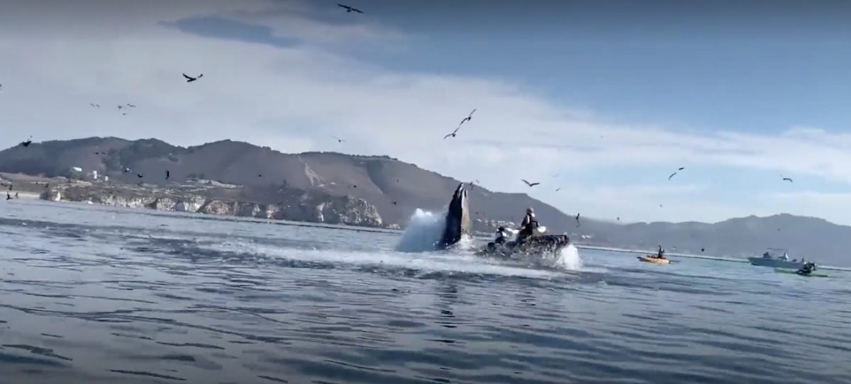 Hair-Raising Video: Humpback Whale Appears to Swallow Kayakers Off California Coast