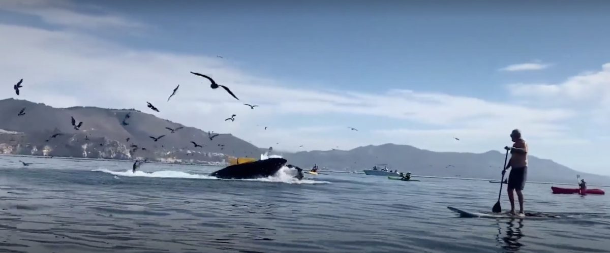 Hair-Raising Video: Humpback Whale Appears to Swallow Kayakers Off California Coast