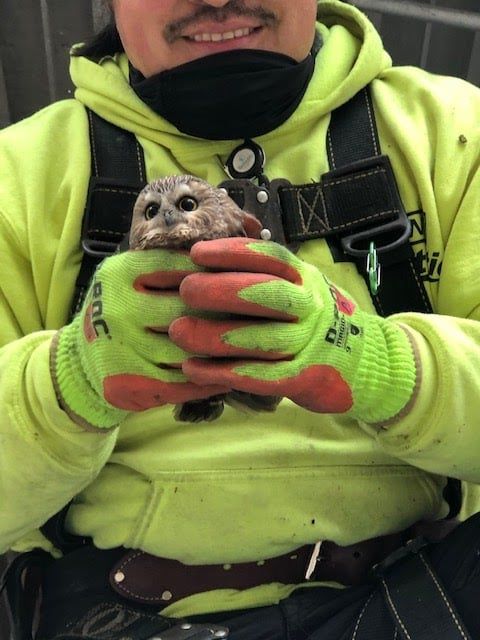 Sad Rockefeller Christmas Tree Harbors Clandestine Owl In Its Balding Branches | A very ugly Christmas tree contained a very cute little owl. Surprises abound at Rockefeller Center in 2020.