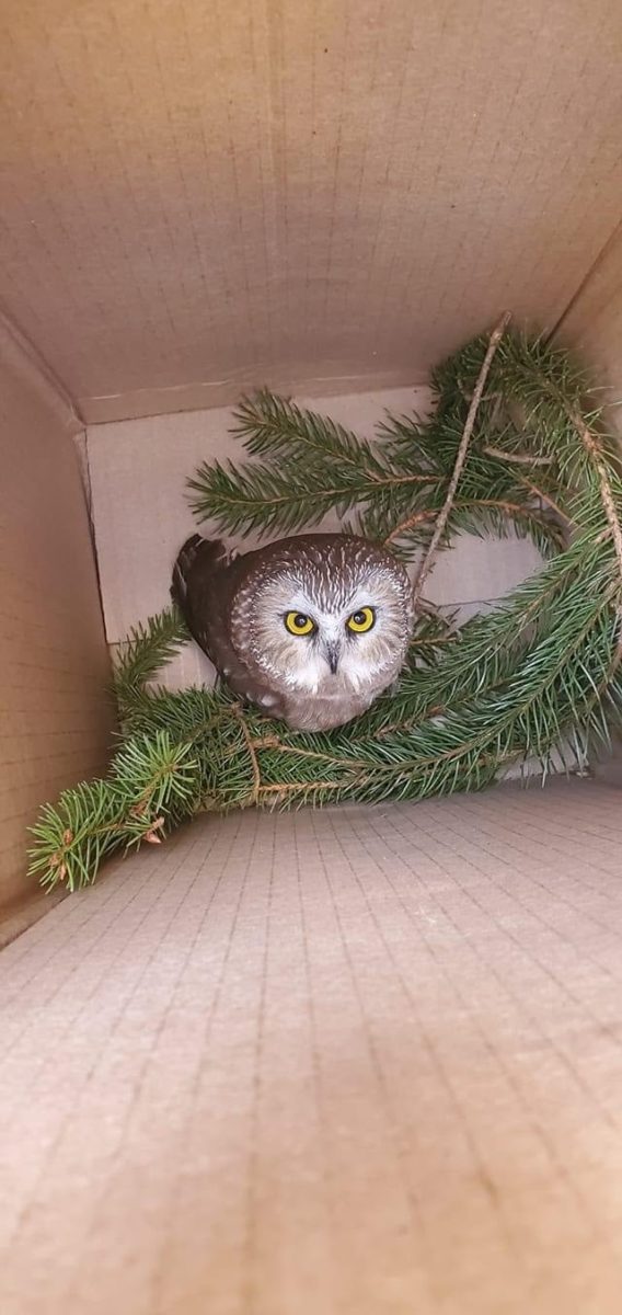 Sad Rockefeller Christmas Tree Harbors Clandestine Owl In Its Balding Branches | A very ugly Christmas tree contained a very cute little owl. Surprises abound at Rockefeller Center in 2020.