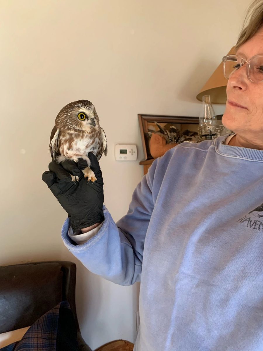 Sad Rockefeller Christmas Tree Harbors Clandestine Owl In Its Balding Branches | A very ugly Christmas tree contained a very cute little owl. Surprises abound at Rockefeller Center in 2020.