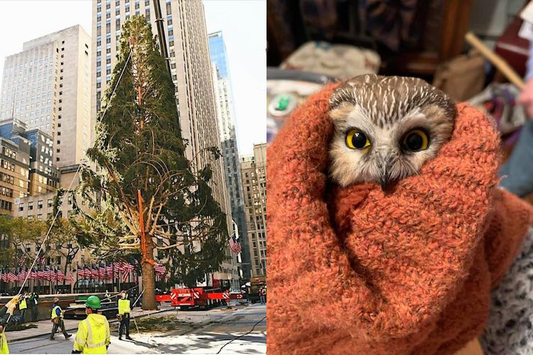 Sad Rockefeller Christmas Tree Harbors Clandestine Owl In Its Balding Branches