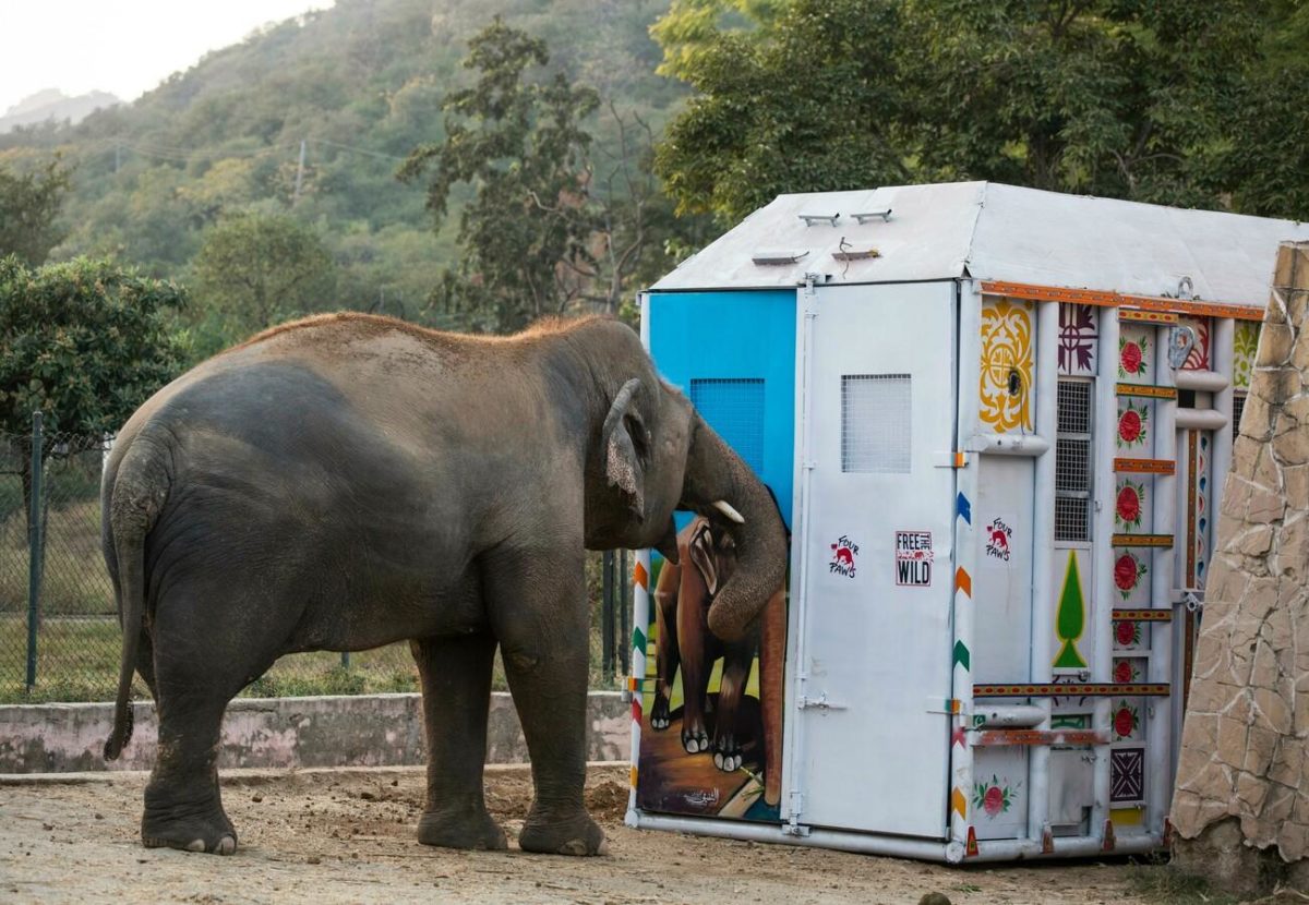 Cher's "Free the Wild" Charity Helps Find New Home for "World's Loneliest Elephant" | Cher has helped the “world’s loneliest elephant” find a new home. Kaavan the lonely elephant was moved from Islamabad, Pakistan to his new home in Cambodia.