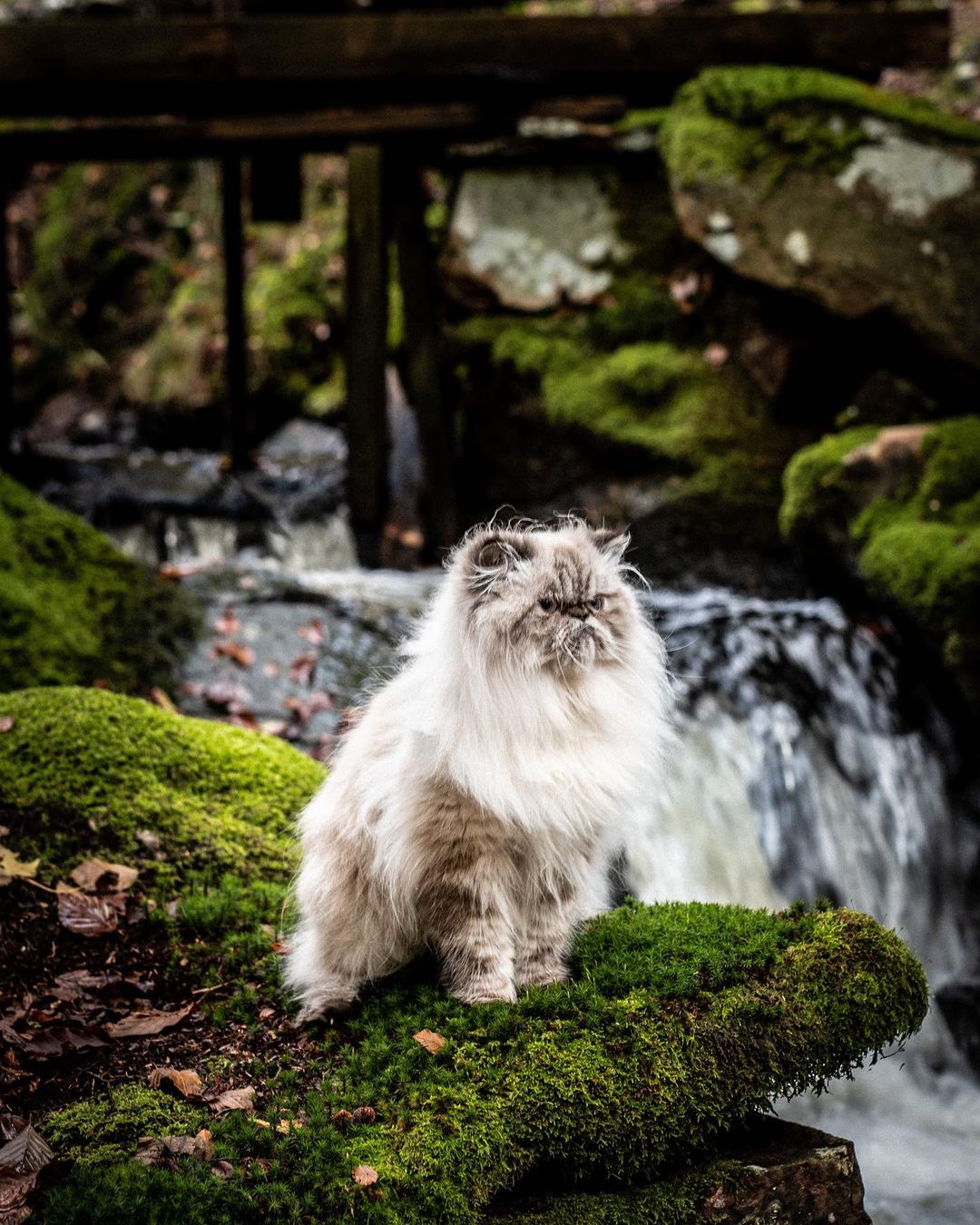 25 Pictures of Extremely Fluffy Animals That Will Make You Say 'AWW!'