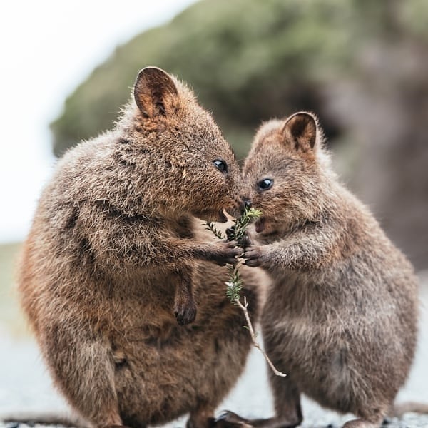 25 Pictures of Extremely Fluffy Animals That Will Make You Say 'AWW!'