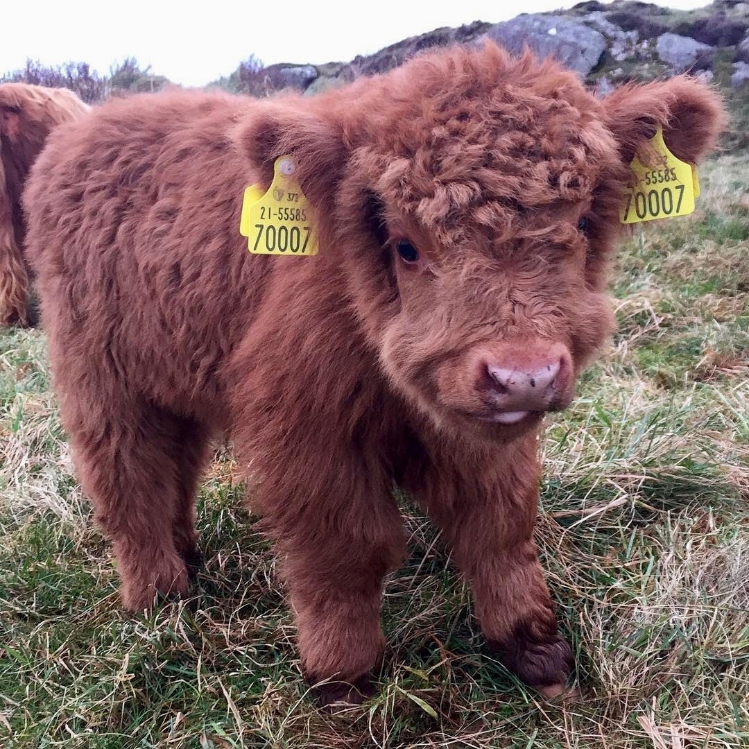 25 Pictures of Extremely Fluffy Animals That Will Make You Say 'AWW!'