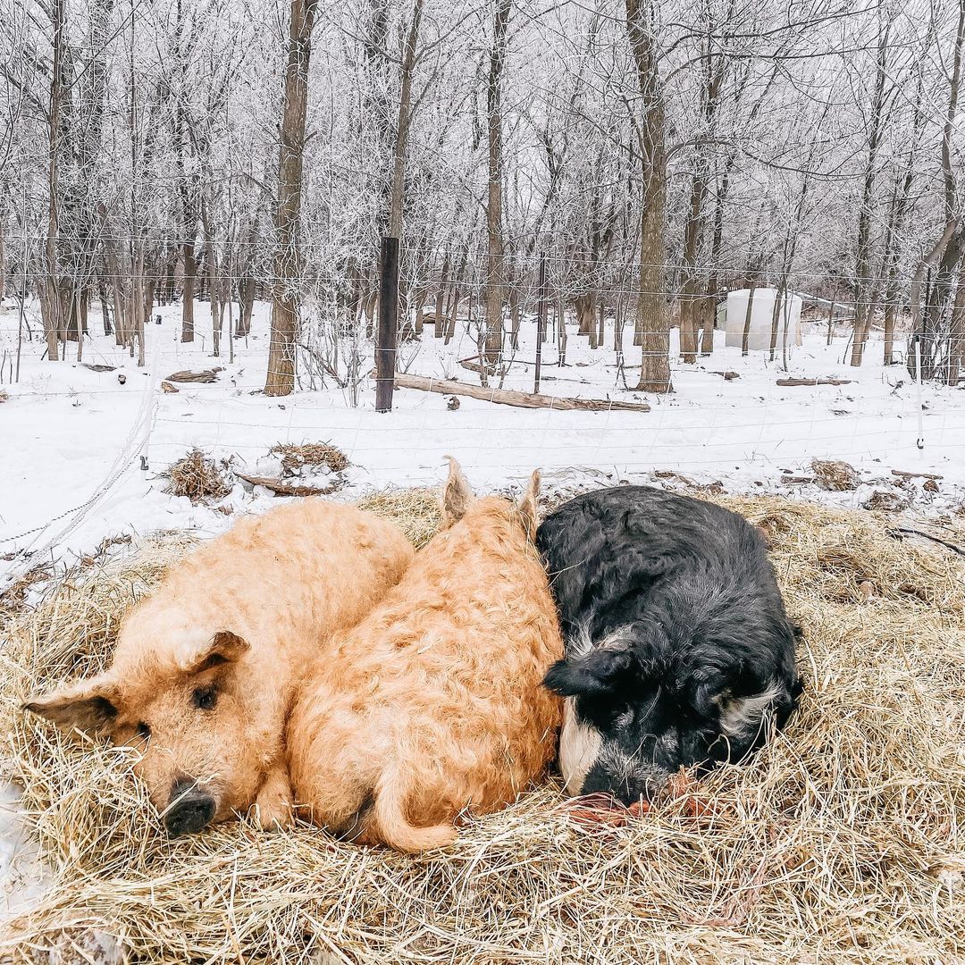 25 Pictures of Extremely Fluffy Animals That Will Make You Say 'AWW!'