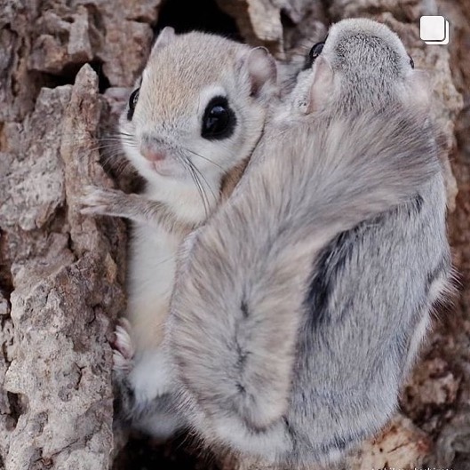 25 Pictures of Extremely Fluffy Animals That Will Make You Say 'AWW!'