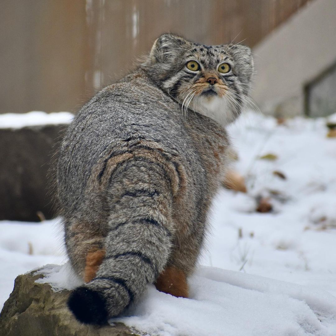 25 Pictures of Extremely Fluffy Animals That Will Make You Say 'AWW!'