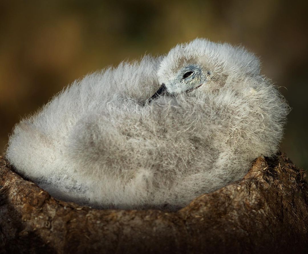 25 Pictures of Extremely Fluffy Animals That Will Make You Say 'AWW!'