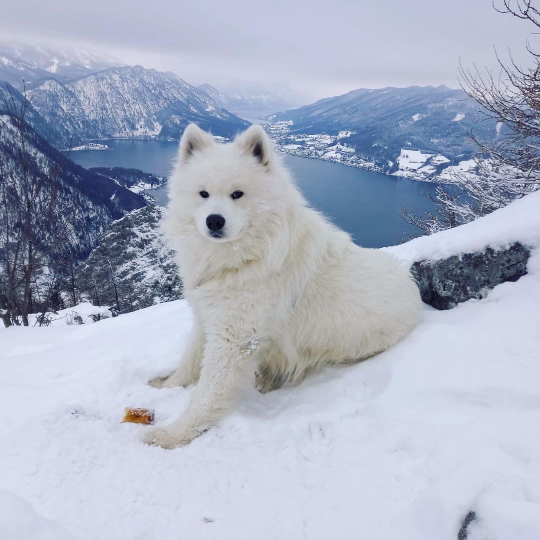 25 Pictures of Extremely Fluffy Animals That Will Make You Say 'AWW!'