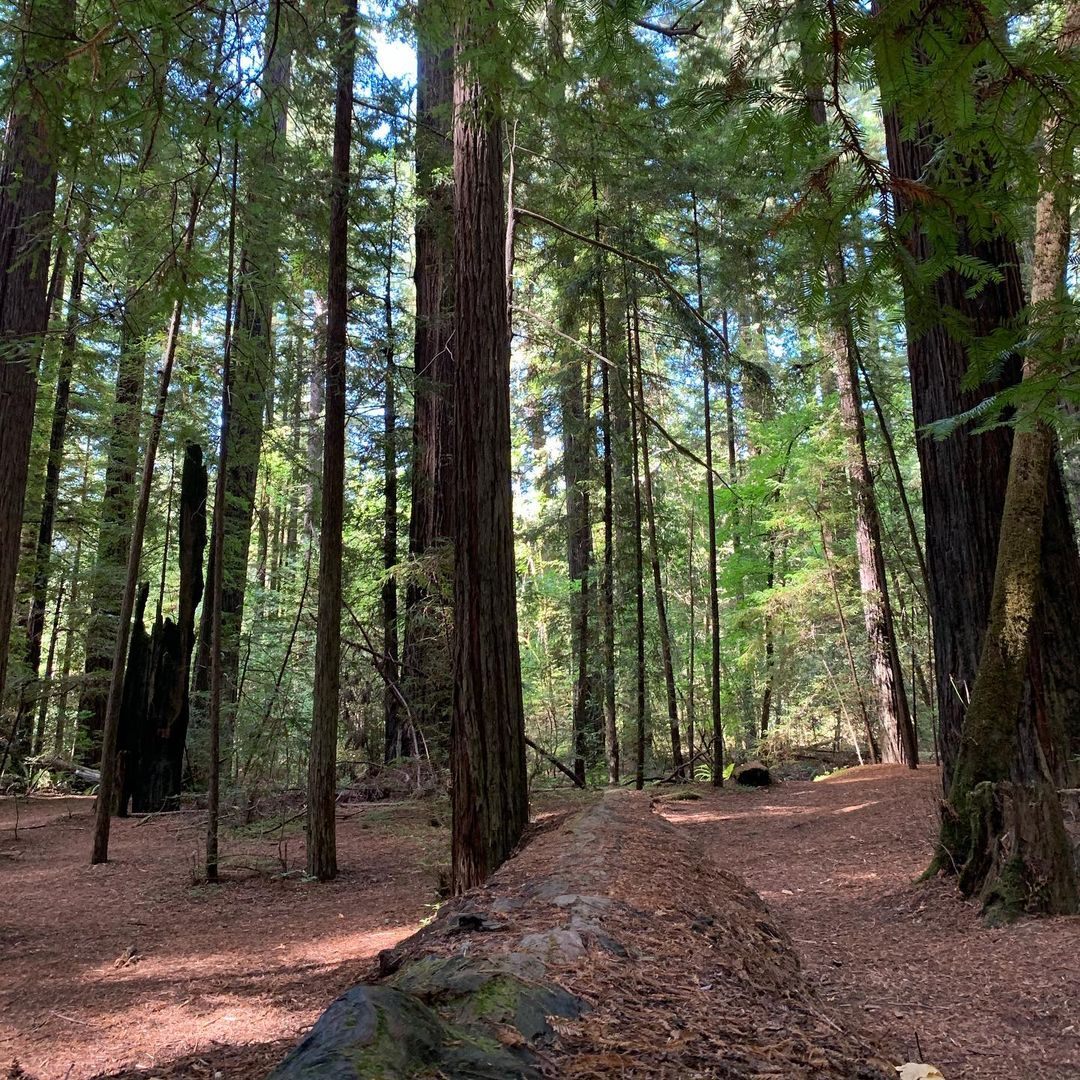 Parents of 5 Killed When Giant Redwood Tree Falls on Their Car During Birthday Road Trip