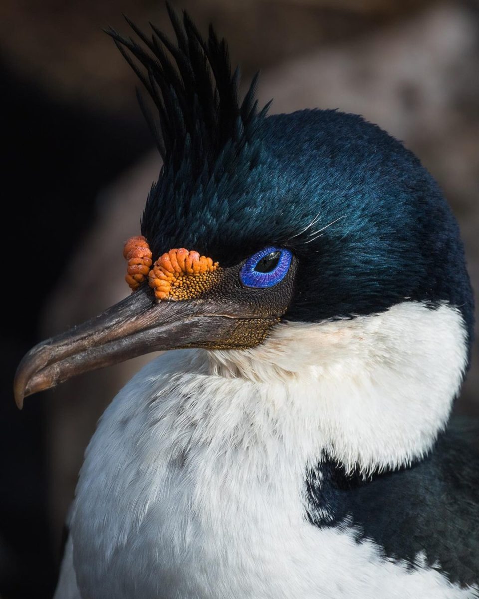 25 Animal Jokes for Kids That Will Have You Laughing Around the Dinner Table