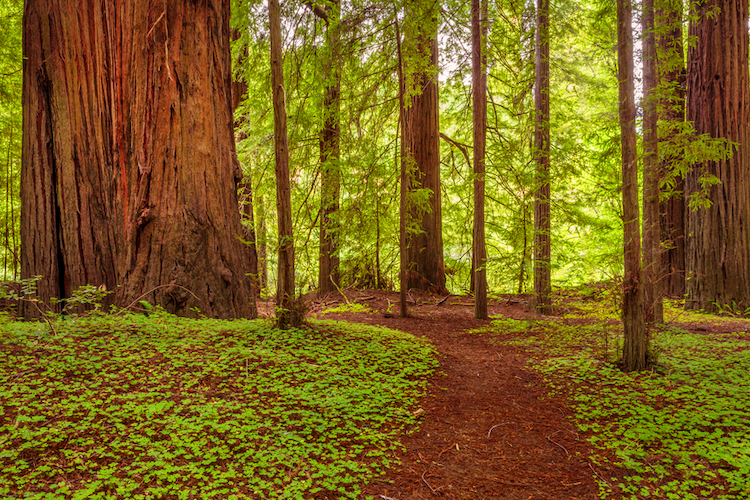 Parents of 5 Killed When Giant Redwood Tree Falls on Their Car During Birthday Road Trip