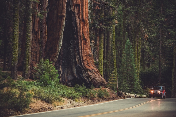 Parents of 5 Killed When Giant Redwood Tree Falls on Their Car During Birthday Road Trip