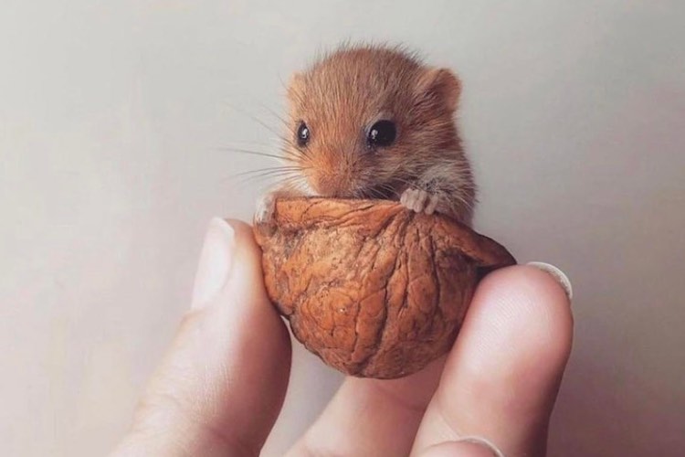 You Need a Dose of Smol in Your Life! Check Out These Adorable Little Fur Babies