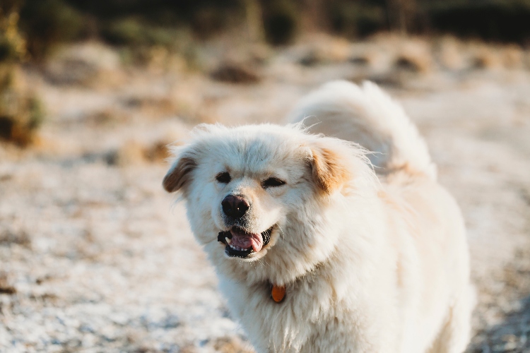 WATCH: A Canadian Family’s Dog Saves Girl's Life