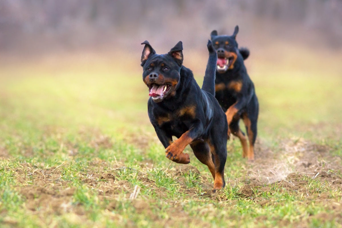 10-Month-Old Attacked And Killed By Family's 2 Rottweilers