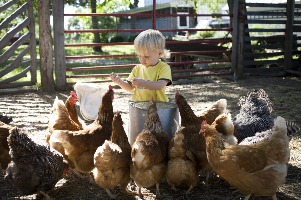 Oklahoma Toddler Gets Rescued From Chicken Coop: I Was Fine