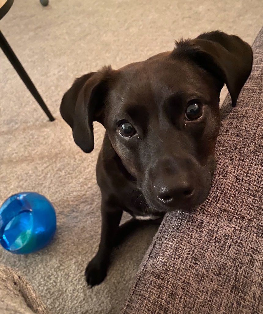 If You Have a Dog Who Loves to Chew, You're Going to Want These Toys